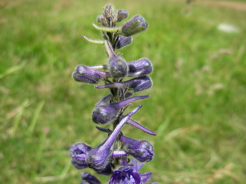 in alta quota nei miei Sibillini